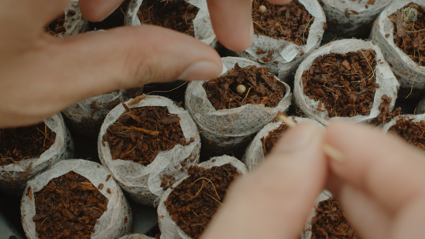 Beginner's Guide to Hydroponics | 3 Hours | Online Course