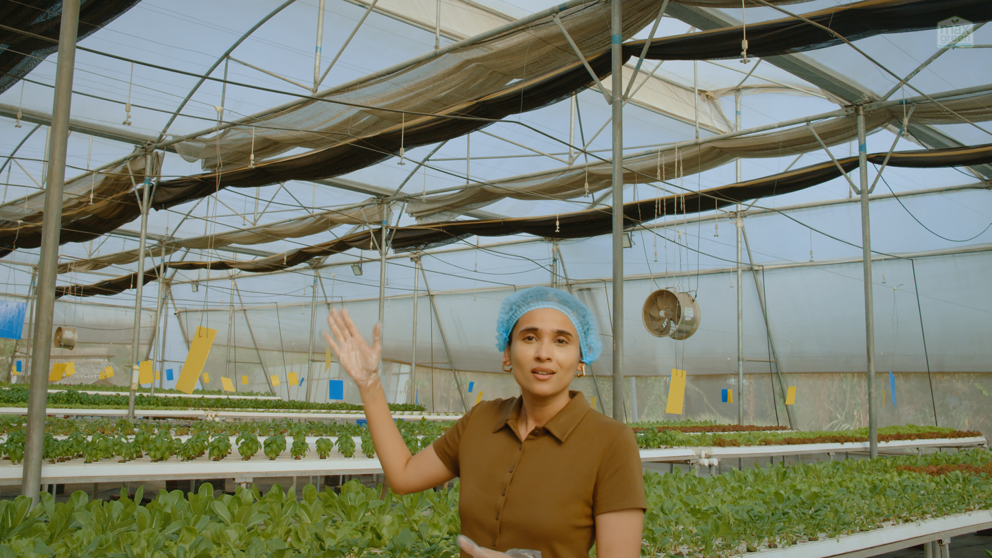 Commercial Guide to Hydroponics | 6 Hours | Online Course