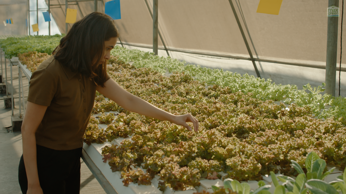 Commercial Guide to Hydroponics | 6 Hours | Online Course