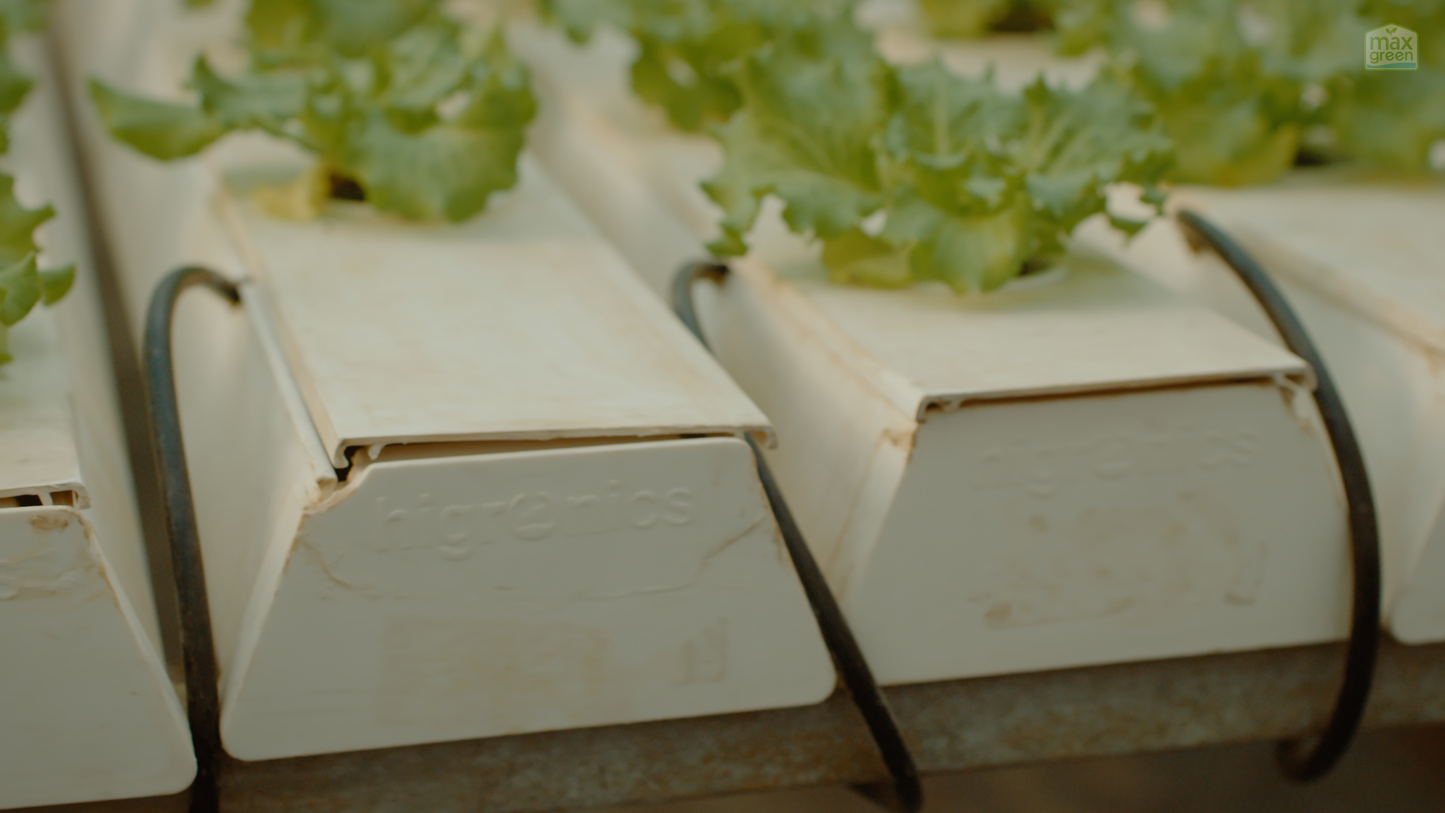 Advanced Hydroponics Farm Training | 2 Day Workshop in Karjat, Maharashtra