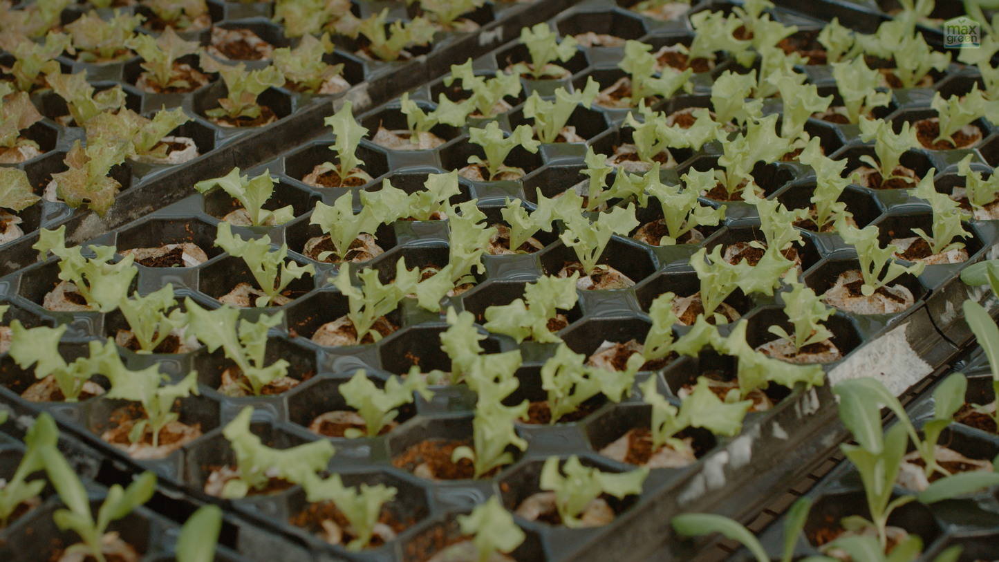 Advanced Hydroponics Farm Training | 2 Day Workshop in Karjat, Maharashtra