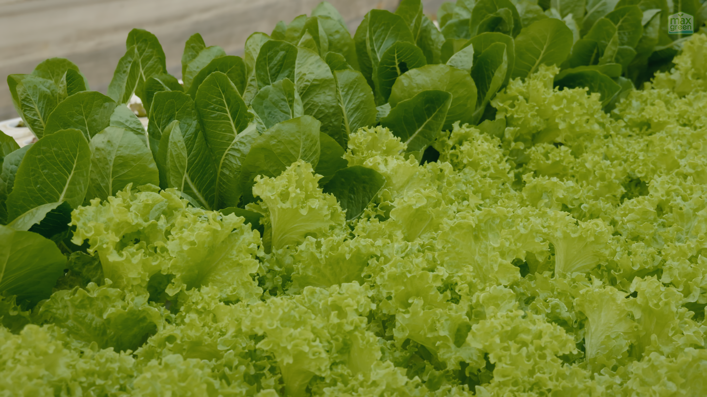 Beginner's Guide to Hydroponics | 3 Hours | Online Course