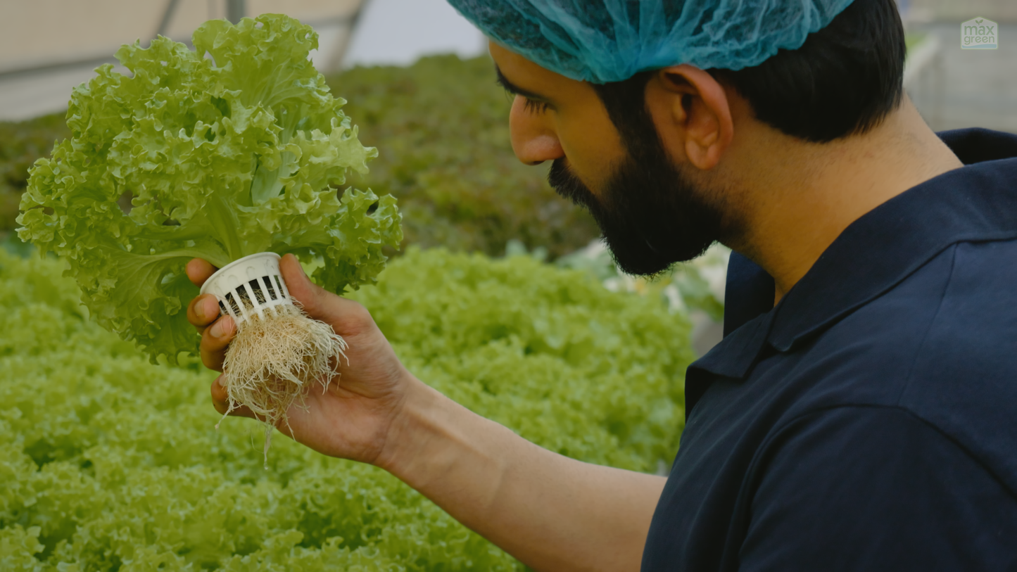 Advanced Hydroponics Farm Training | 2 Day Workshop in Karjat, Maharashtra